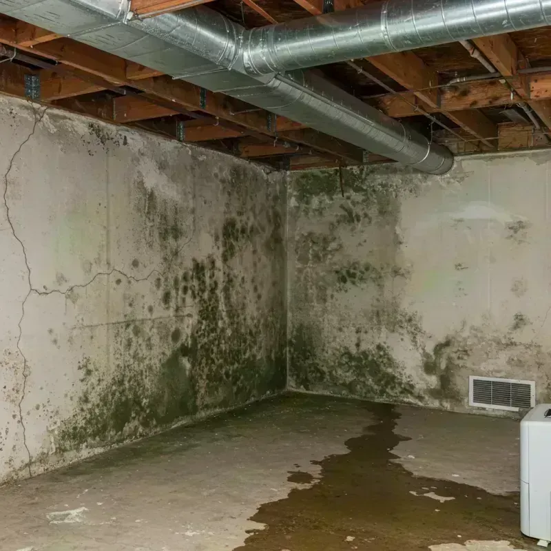 Professional Mold Removal in Menifee County, KY